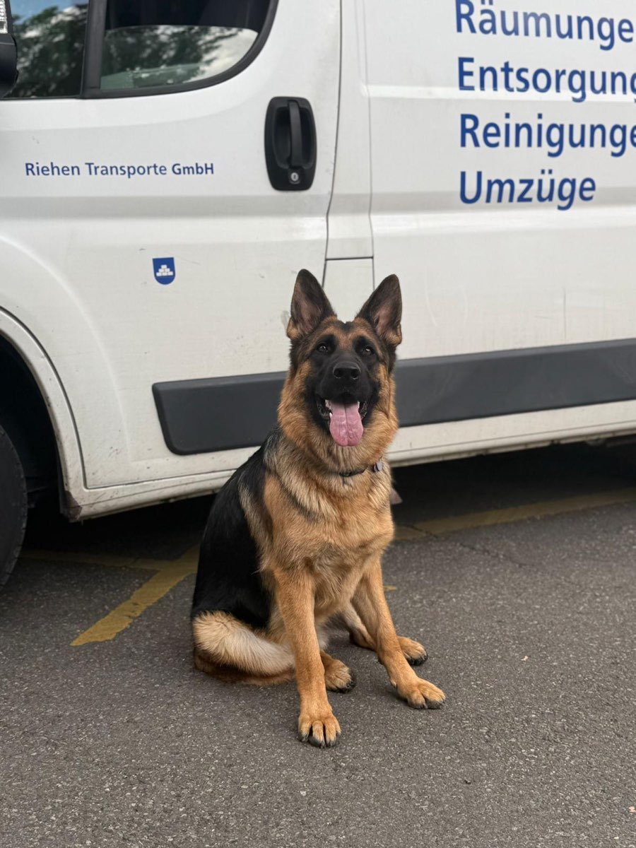 Schäferhund sitzt vor einem Lieferwagen der Riehen Transporte GmbH